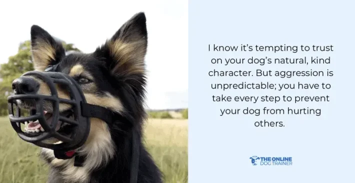 How to Train a Aggressive Dog