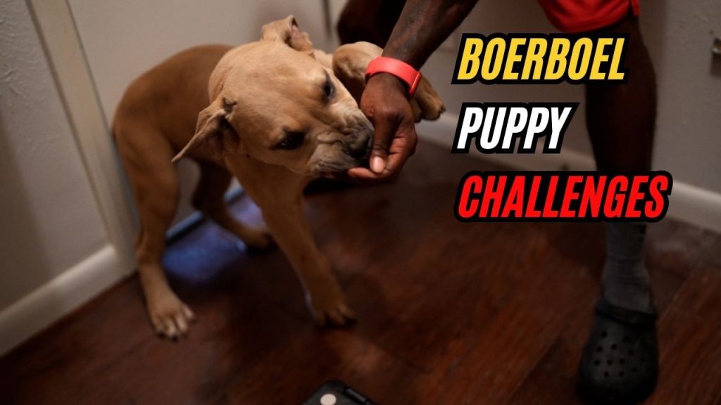How to Train a Boerboel Dog