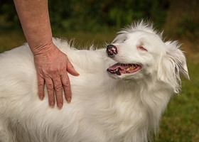 How to Train a Deaf And Blind Dog