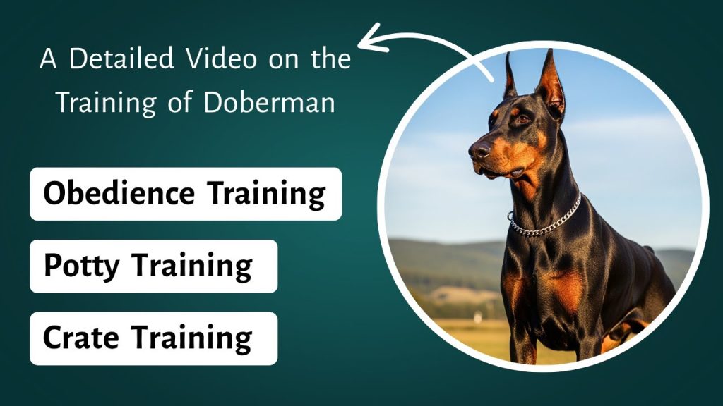 How to Train a Doberman to Be a Guard Dog