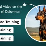 How to Train a Doberman to Be a Guard Dog