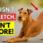 How to Train a Dog for Search And Rescue