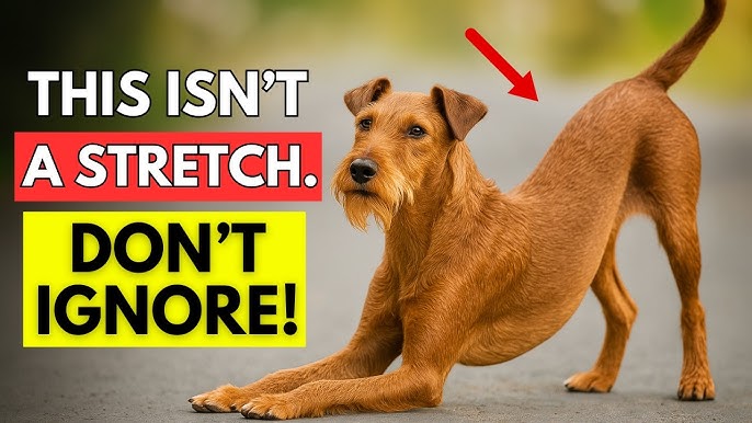 How to Train a Dog for Search And Rescue