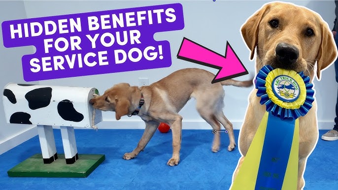 How to Train a Dog for Service