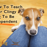 How to Train a Dog to Be Independent