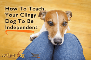 How to Train a Dog to Be Independent