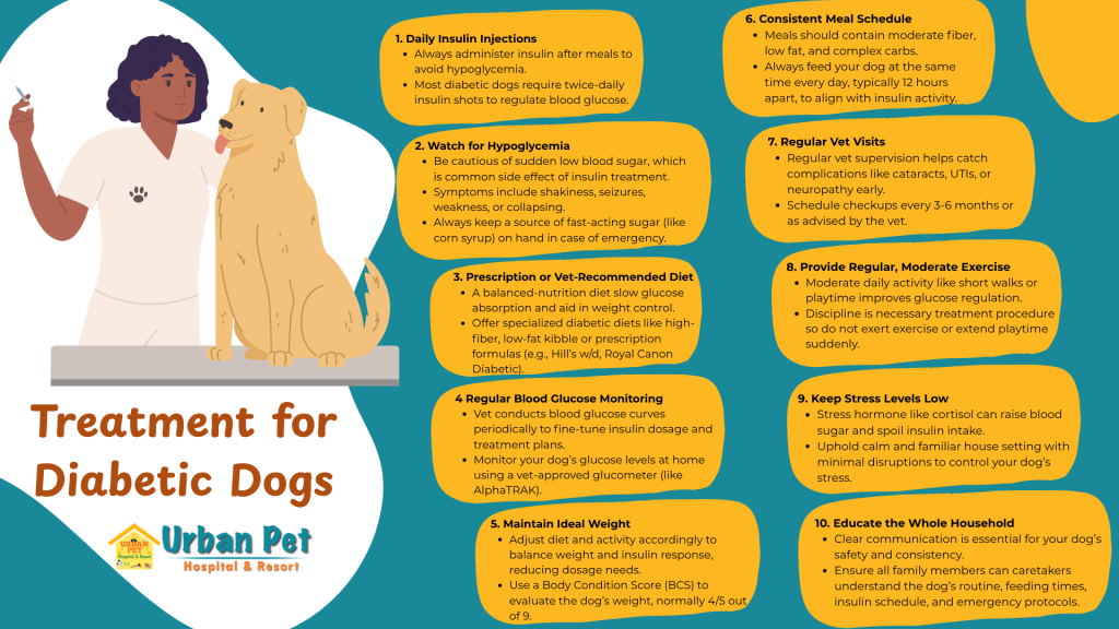 How to Train a Dog to Recognize Low Blood Sugar