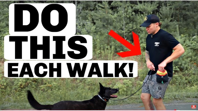 How to Train a Dog to Roll