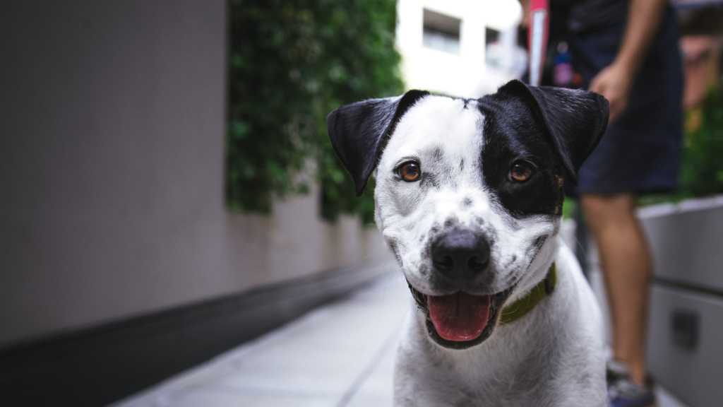 How to Train a Dog to Sense Seizures