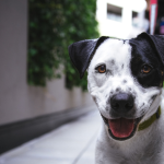 How to Train a Dog to Sense Seizures