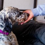 How to Train a Dog to Sleep in His Bed