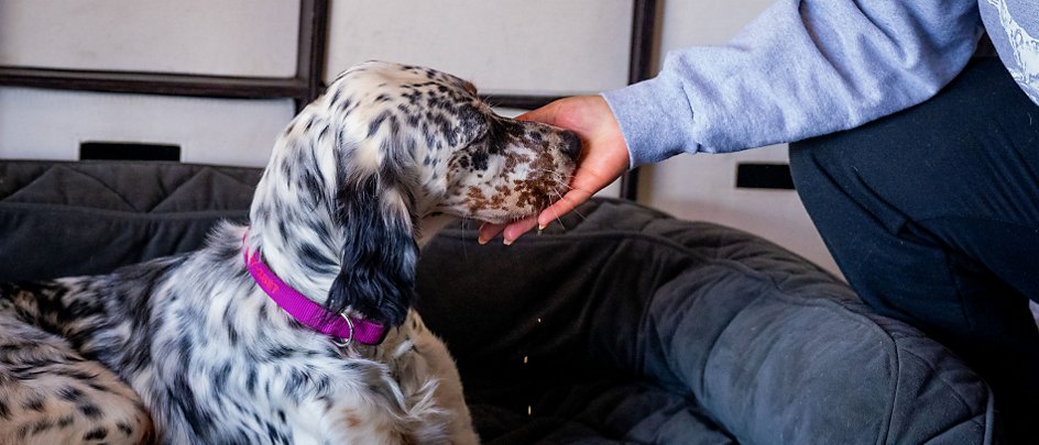 How to Train a Dog to Sleep in His Bed