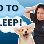 How to Train a Dog to Sleep Through the Night