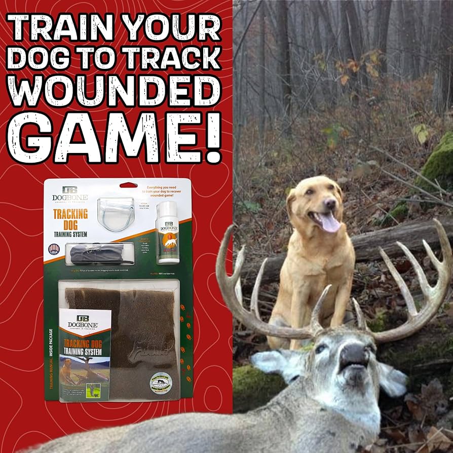 How to Train a Dog to Track