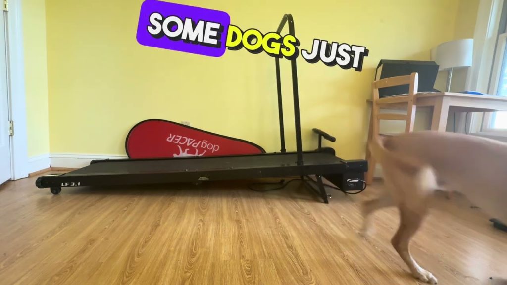 How to Train a Dog to Walk on Treadmill