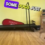 How to Train a Dog to Walk on Treadmill