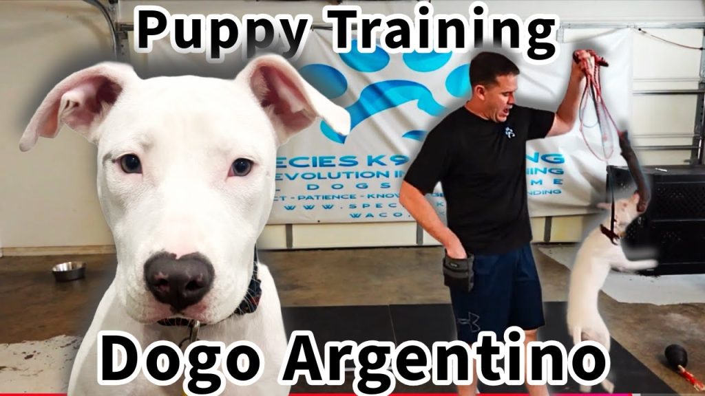 How to Train a Dogo Argentino