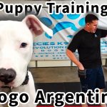 How to Train a Dogo Argentino