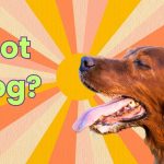 How to Train a Frightened Dog