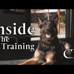 How to Train a German Shepherd As a Guard Dog