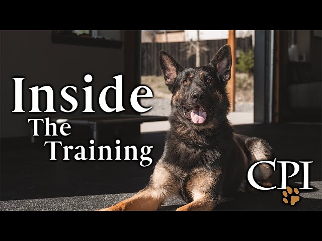 How to Train a German Shepherd As a Guard Dog