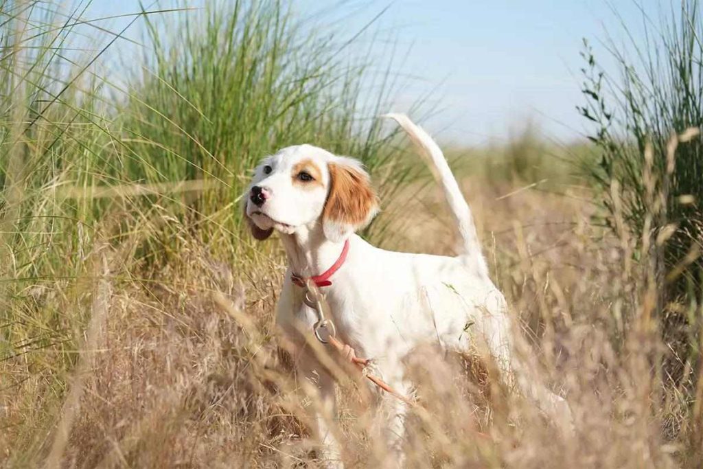 How to Train a Gun Dog