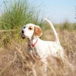 How to Train a Gun Dog
