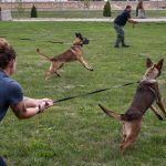 How to Train a Police Dog