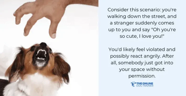How to Train a Possessive Dog