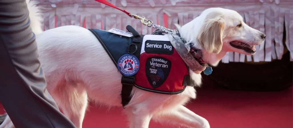 How to Train a Ptsd Service Dog