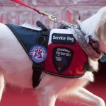 How to Train a Ptsd Service Dog