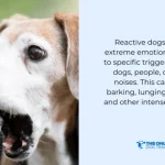 How to Train a Reactive Dog Not to Bark