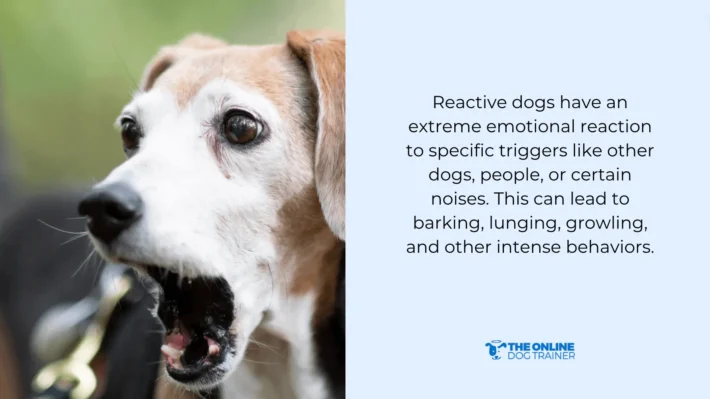 How to Train a Reactive Dog Not to Bark