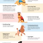 How to Train a Service Dog on Your Own
