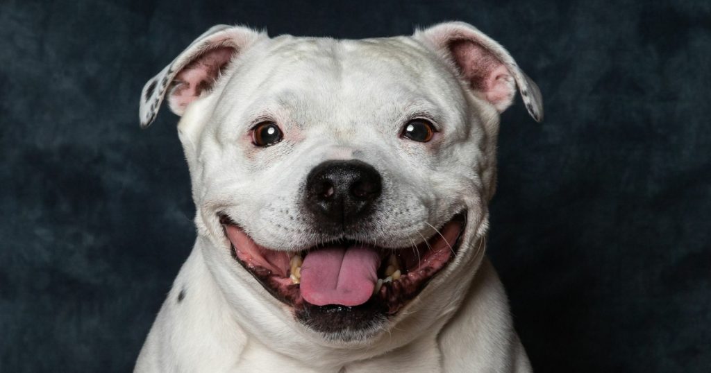 How to Train a Staffy Dog