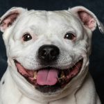 How to Train a Staffy Dog