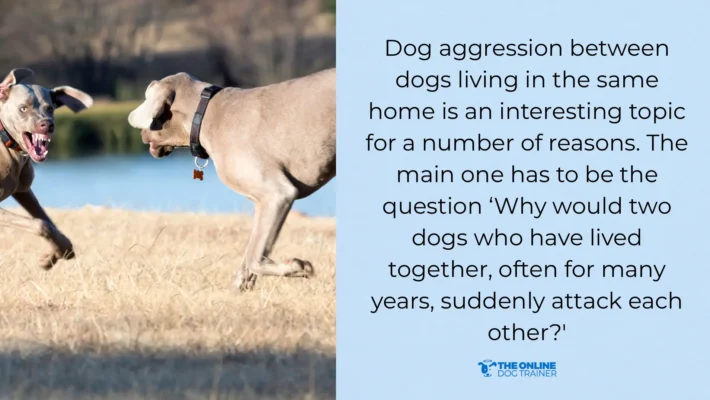 How to Train an Aggressive Dog With Other Dogs