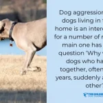 How to Train an Attack Dog