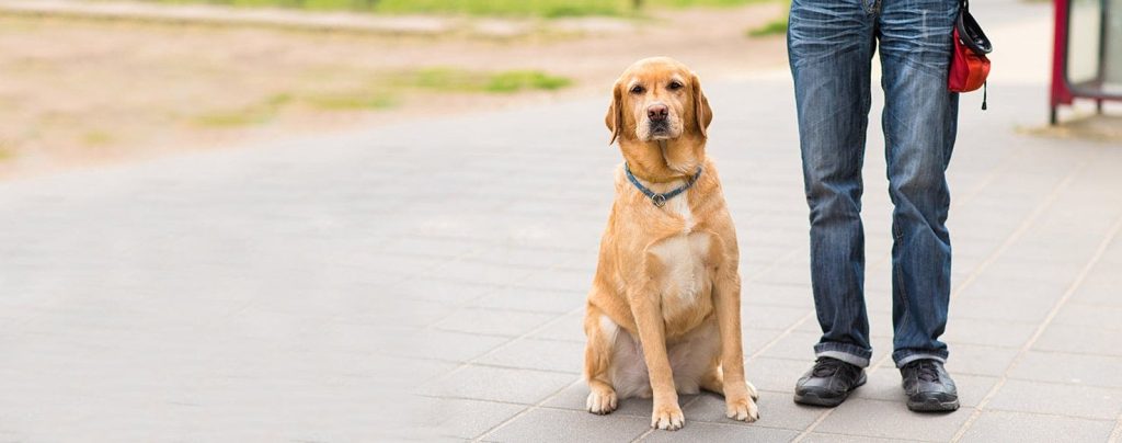 How to Train an Old Dog