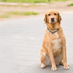How to Train an Old Dog