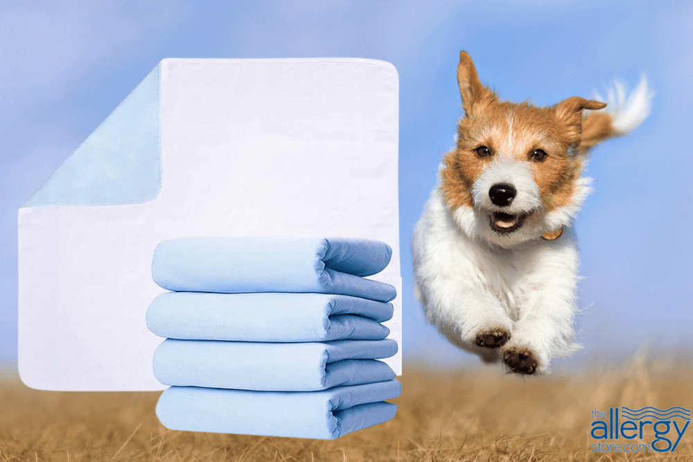 How to Train an Older Dog to Use Pee Pads