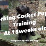 How to Train Cocker Spaniel Dog