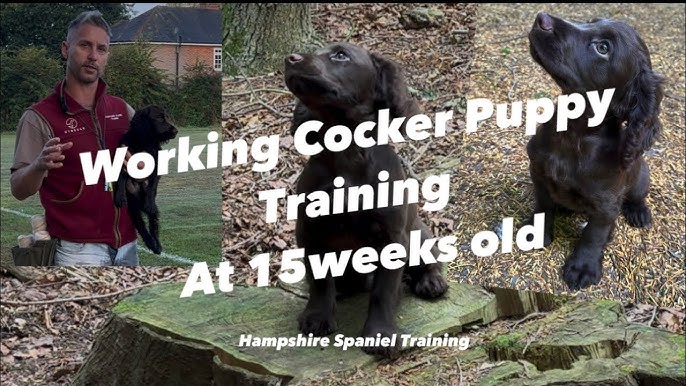How to Train Cocker Spaniel Dog