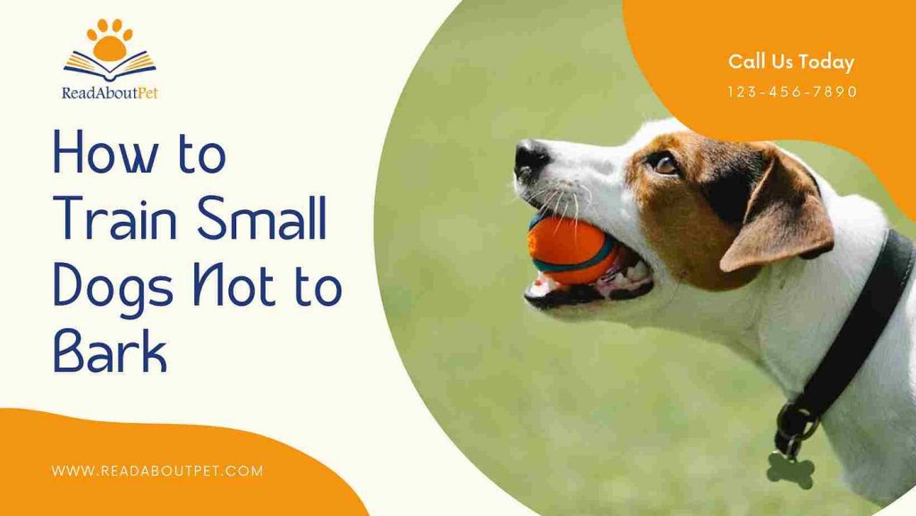 How to Train Dog Not to Bark at Strangers