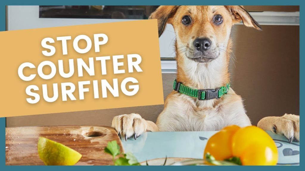 How to Train Dog Not to Jump on Counter