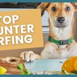 How to Train Dog Not to Jump on Counter