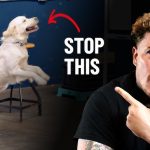 How to Train Dog to Attack