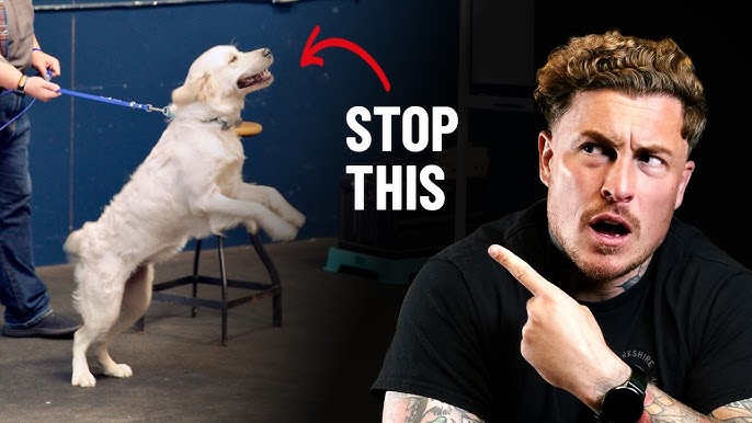 How to Train Dog to Attack