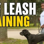 How to Train Dog to Be off Leash