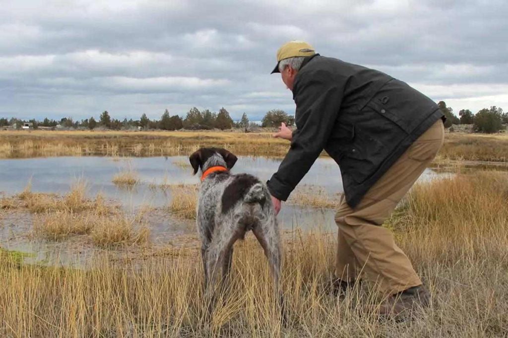 How to Train Dog to Hunt